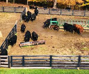 The Feed Yard at the farm